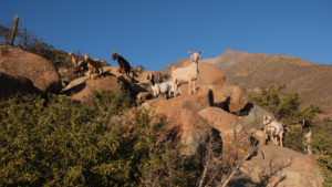 a hill with a group of goats over, looking defiant